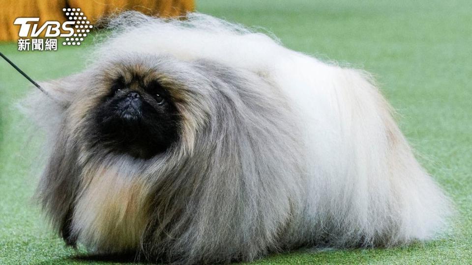 獅子狗（Pekingese）「軟米」（Rummie）。（圖／達志影像路透社）