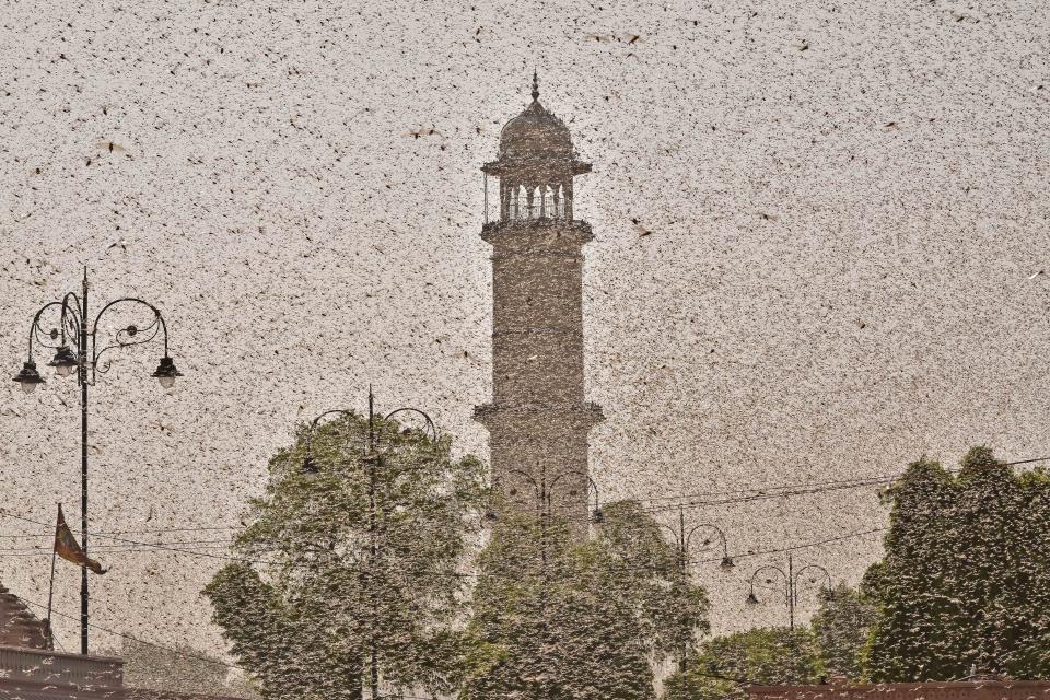 Swarms of locust attack in the walled city of Jaipur, Rajasthan, Monday, May 25, 2020. More than half of Rajasthans 33 districts are affected by invasion by these crop-munching insects.(Photo by Vishal Bhatnagar/NurPhoto via Getty Images)
