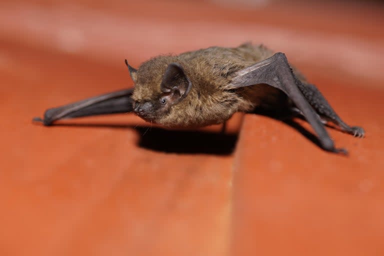 A British mother has been left terrified after her toddler was bitten by a bat as he lay sleeping in his cot.Two-year-old Kian Mallinson was rushed to hospital for a rabies jab after being attacked by the creature at his home in Hull.His mother Jodie Smith, 29, said she ran to check on her son after she was suddenly woken by his screams at 2am on Thursday.The former carer told the Sun she suspected it was a tummy ache until she saw three tiny marks on his arm the next morning.She then went into his room and was left “terrified” as she found a bat.Ms Smith told the newspaper: “As I made his bed I flicked the duvet up.“The bat flicked out and started crawling across his bedroom floor. I was terrified. I thought it was a tarantula at first.“I’ve never screamed so loudly.”The toddler was reportedly bitten by the UK’s most common bat: a pipistrelle.He is now recovering and is to have three more injections.