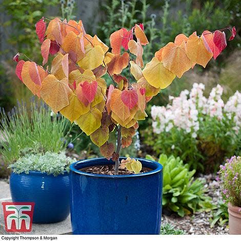 Chelsea Flower Show Plant of the Year winner 2021: Cercis canadensis "Eternal Flame"