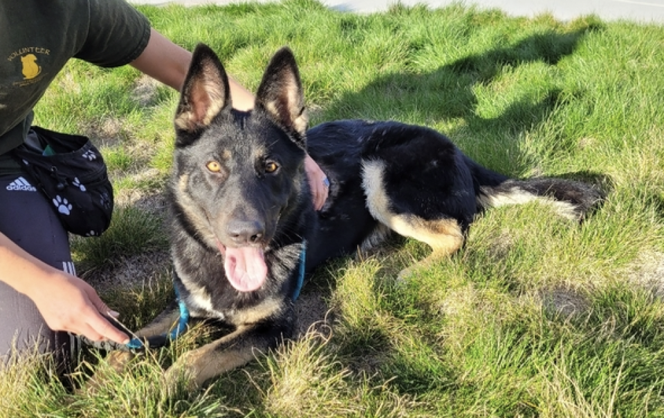 Bruce is a German shepherd dog awaiting adoption at San Luis Obispo County Animal Services shelter.