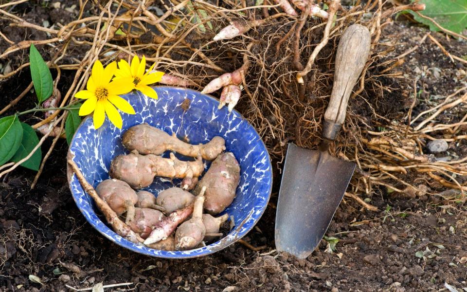 Gardening in February 2022 uk what to plant sow eat tidy prune garden this month