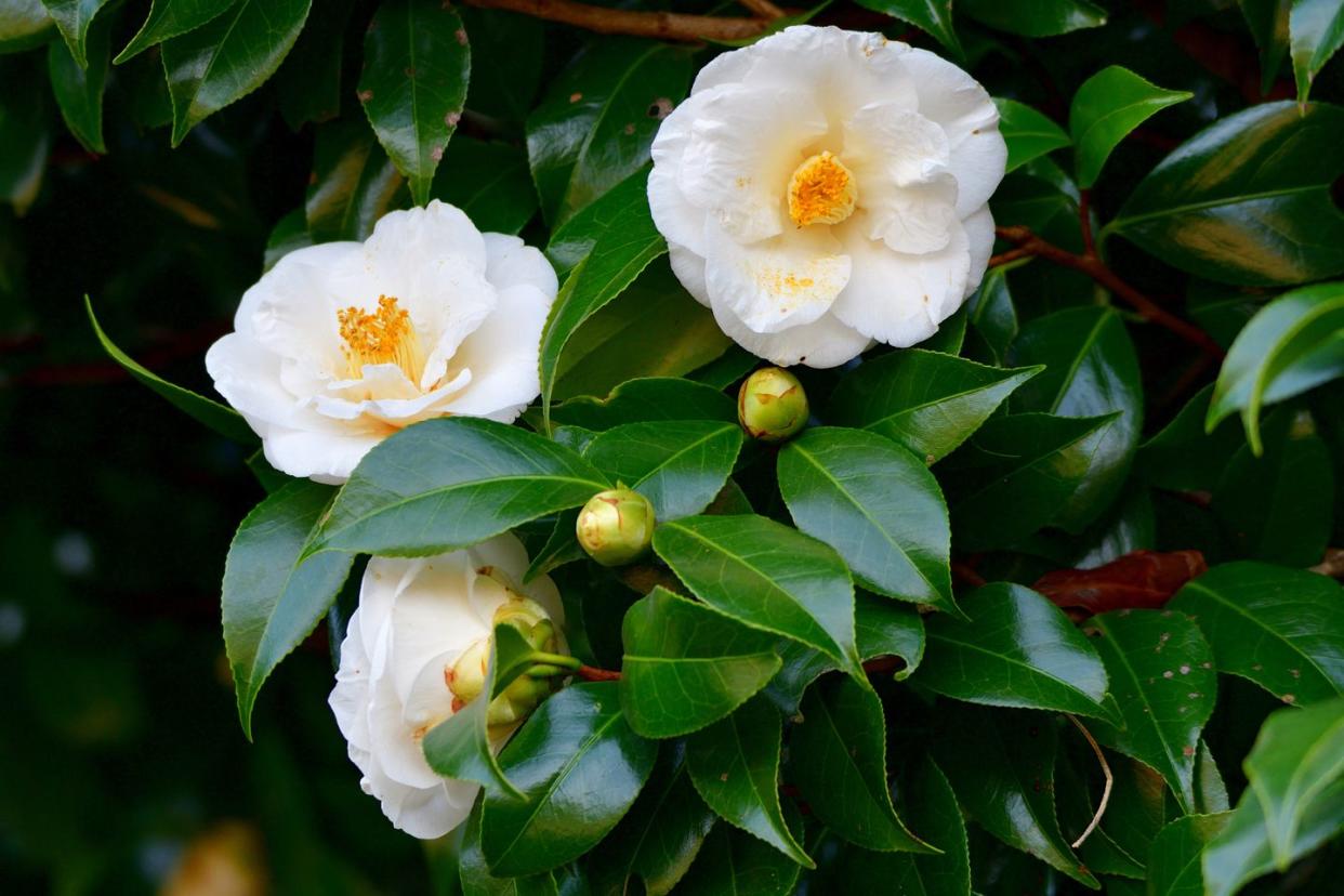 best privacy trees camellia