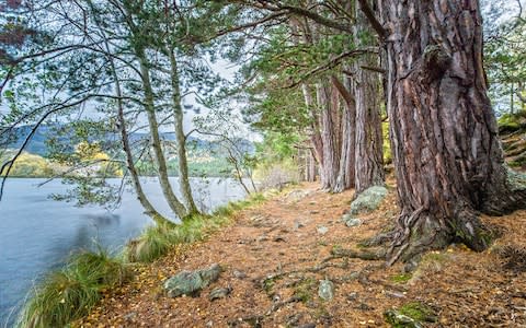 Caledonian pinewoods of the Rothiemurchus Forest - Credit: istock