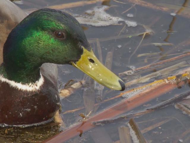 A mallard duck on Grenadier Pond in High Park, Toronto. Due to an ongoing avian flu outbreak, the feeding of waterfowl and other wild birds is strongly discouraged. Some birds, such as waterfowl, can be infected with the virus, but develop no symptoms. (Jonathan Castell/CBC - image credit)