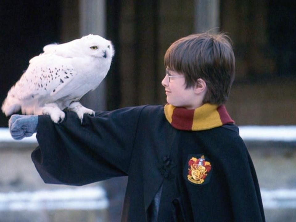 harry potter hedwig