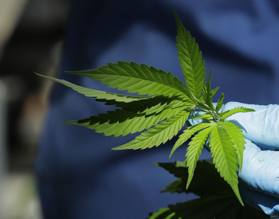 In the midterm elections, four states are considering ballot proposals to legalize marijuana in various ways. (Photo: THE ASSOCIATED PRESS)