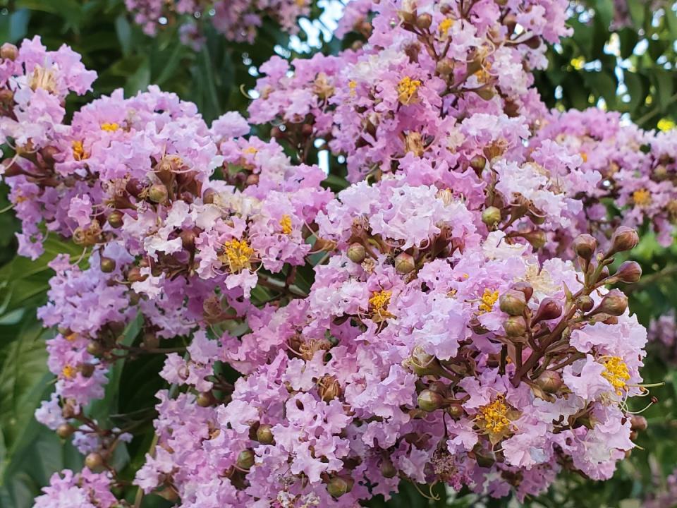 <p>It flowers during the summer months and can withstand heat and humidity, making the crepe myrtle the ideal choice for a section of the garden that needs height and soft blooms during the South's hottest months. </p>