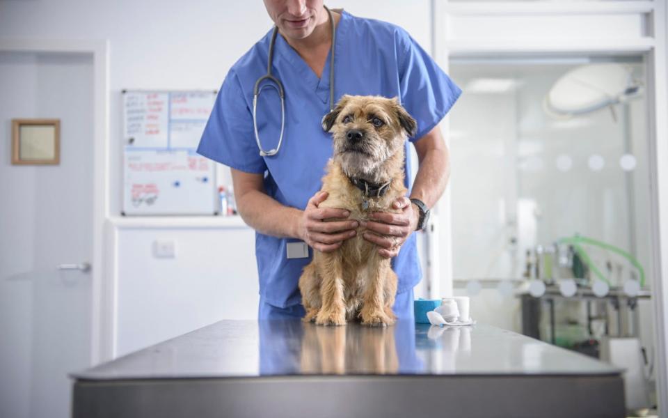 Portrait d'un vétérinaire tenant un chien sur une table en chirurgie vétérinaire - Monty Rakusen/Cultura RF