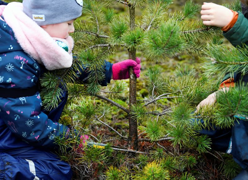 Children saw their chosen Christmas tree before taking it home for free at The Dutch Hoge Veluwe National Park in Otterlo