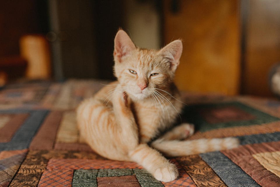 Plague can be transmitted between humans and animals by bites from infected fleas. (Photo via Getty Images)