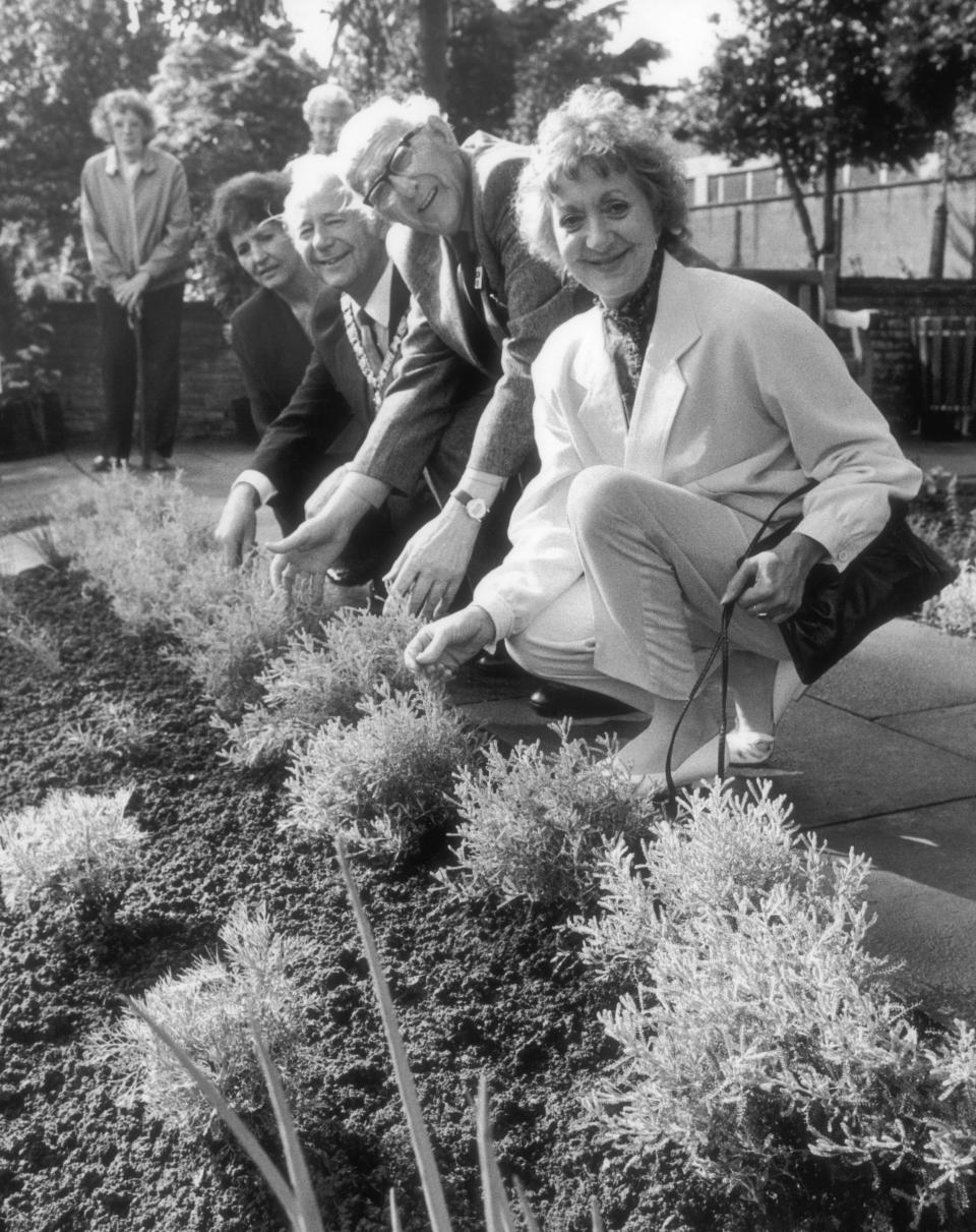 Actress Thelma Barlow who plays the dithering spinster Mavis Riley in the TV soap opera, Coronation Street, inspects the new organic herb garden at Caldecott Park, Rugby, with Lawrence Hills, founder and president of the Henry Doubleday Research Association. Also present are the Mayor and Mayoress of Rugby, Councillor and Mrs Reg French, 5th September 1987. (Photo by Mirrorpix/Getty Images)