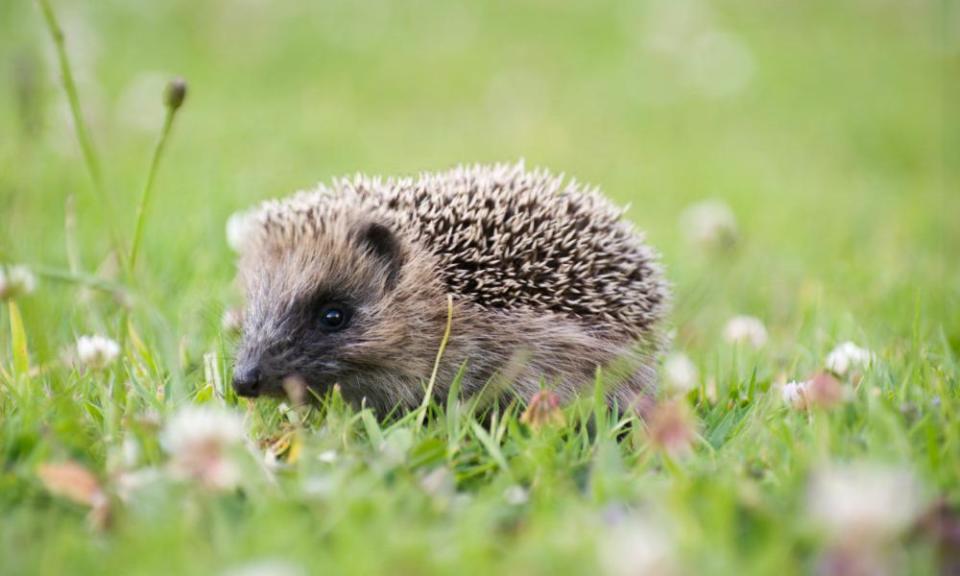 <span>Photograph: Jill Ferry/Getty Images</span>