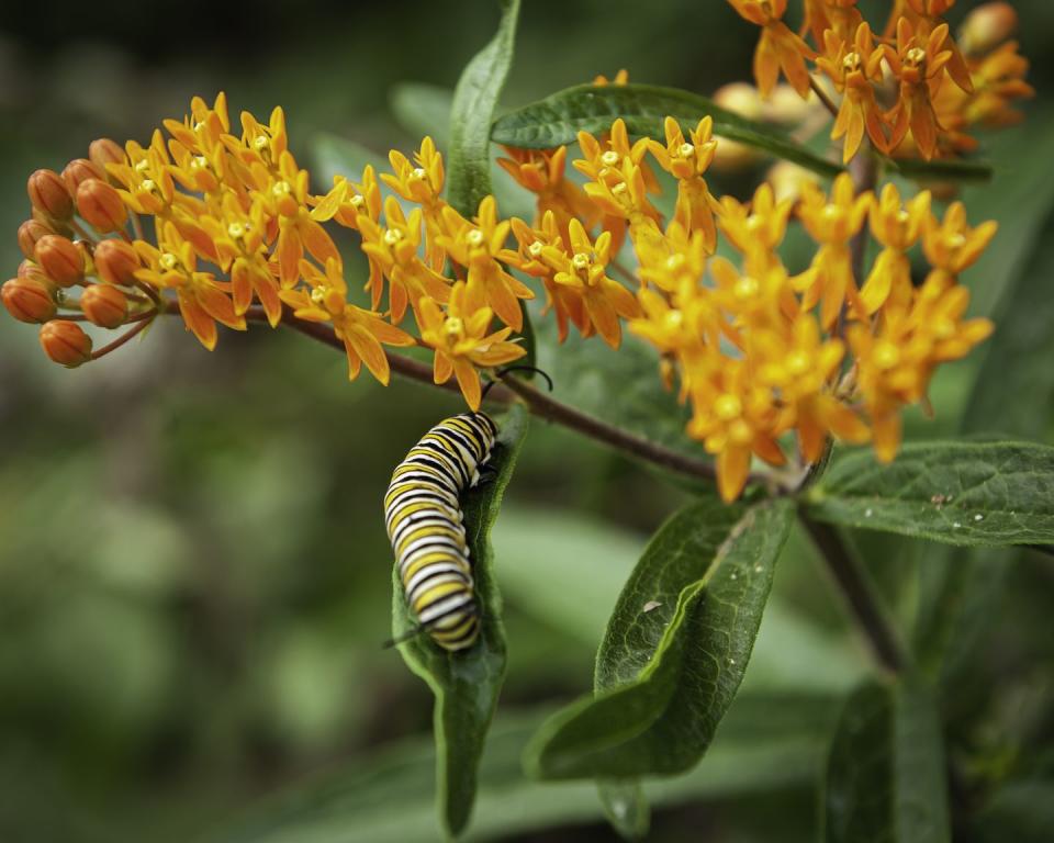 how to create a pollinator garden