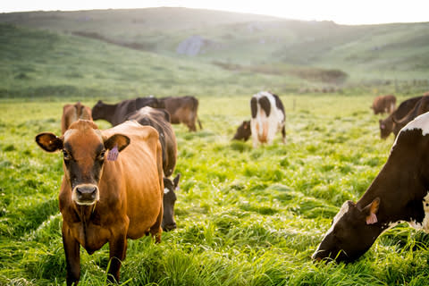 Straus Family Creamery welcomes three new certified organic dairy farms.  These additions highlight the Creamery's commitment to the revitalization of rural communities and the collaborative development of climate solutions.  (Photo: Business Wire)