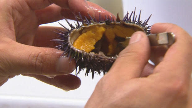 sea-urchin-digging-in-620.jpg 