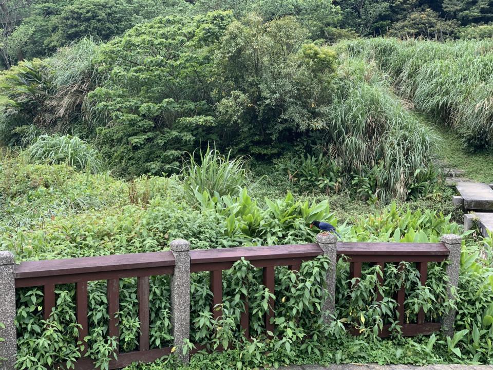 台北後花園「陽明山」半日遊