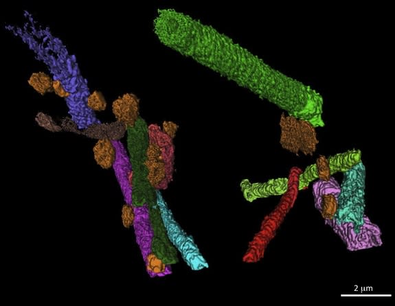 A three-dimensional reconstruction of tubular <i>Gunflintia</i> microbes being consumed by smaller rod- and sphere-shaped bacteria.