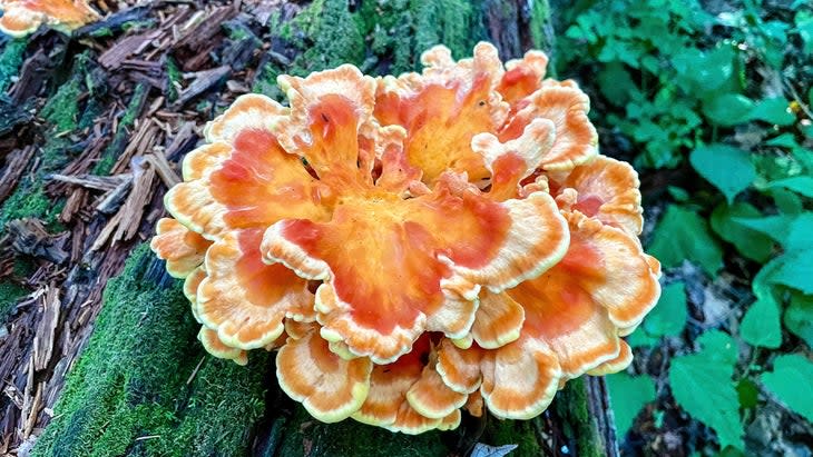 <span class="article__caption">Laetiporus mushroom, also known as chicken of the woods, Shenandoah (Photo: Debra Book Barrows)</span>