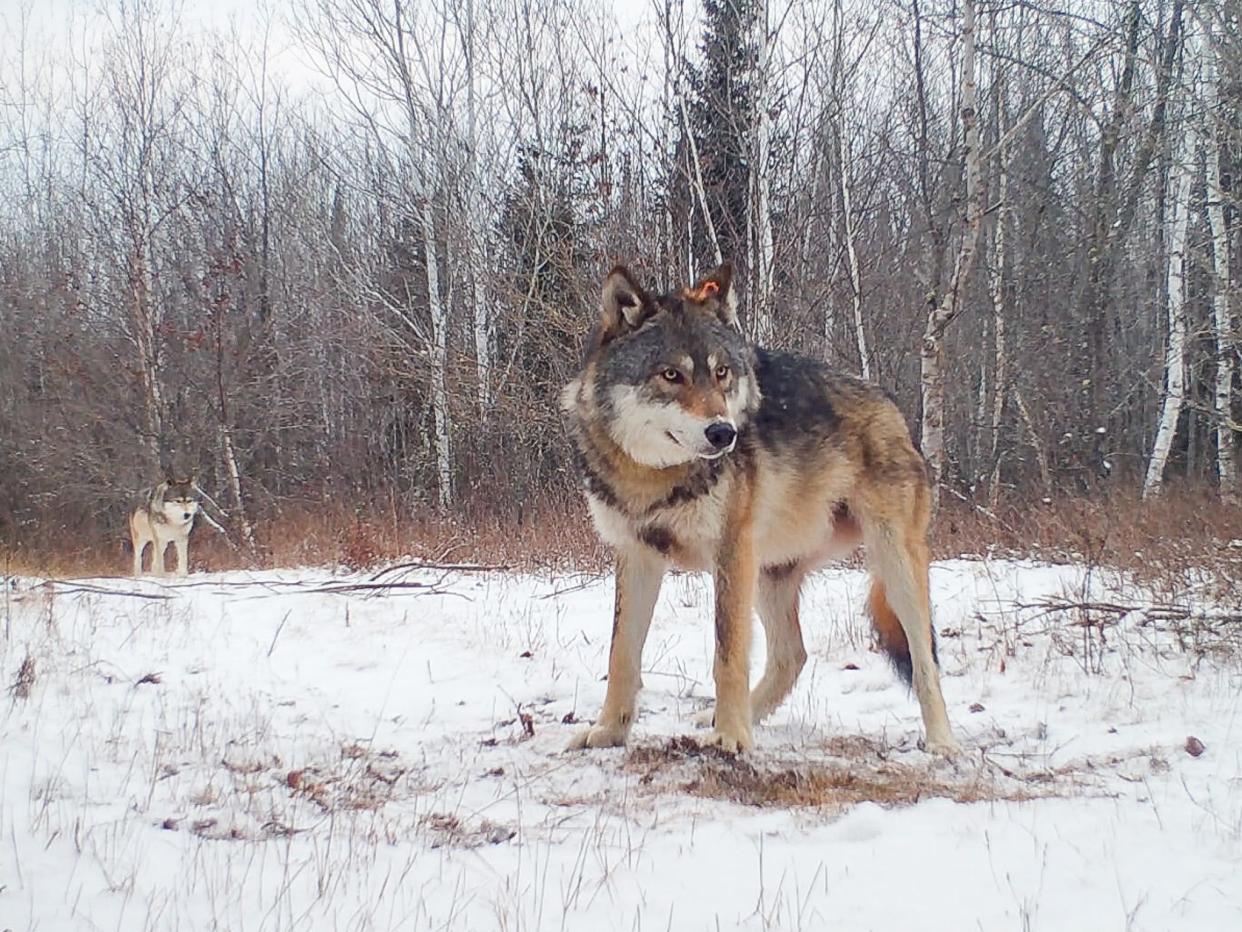 A trail cam used by Voyageurs Wolf Project captured two gray wolves in northern Minnesota.