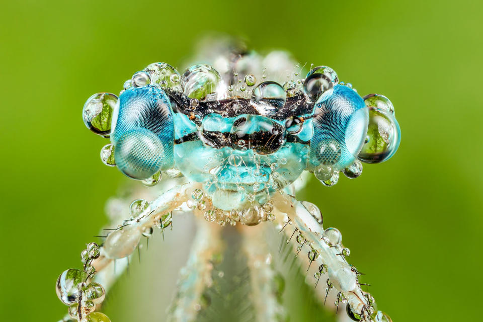 Fantastic photography of insects and water droplets