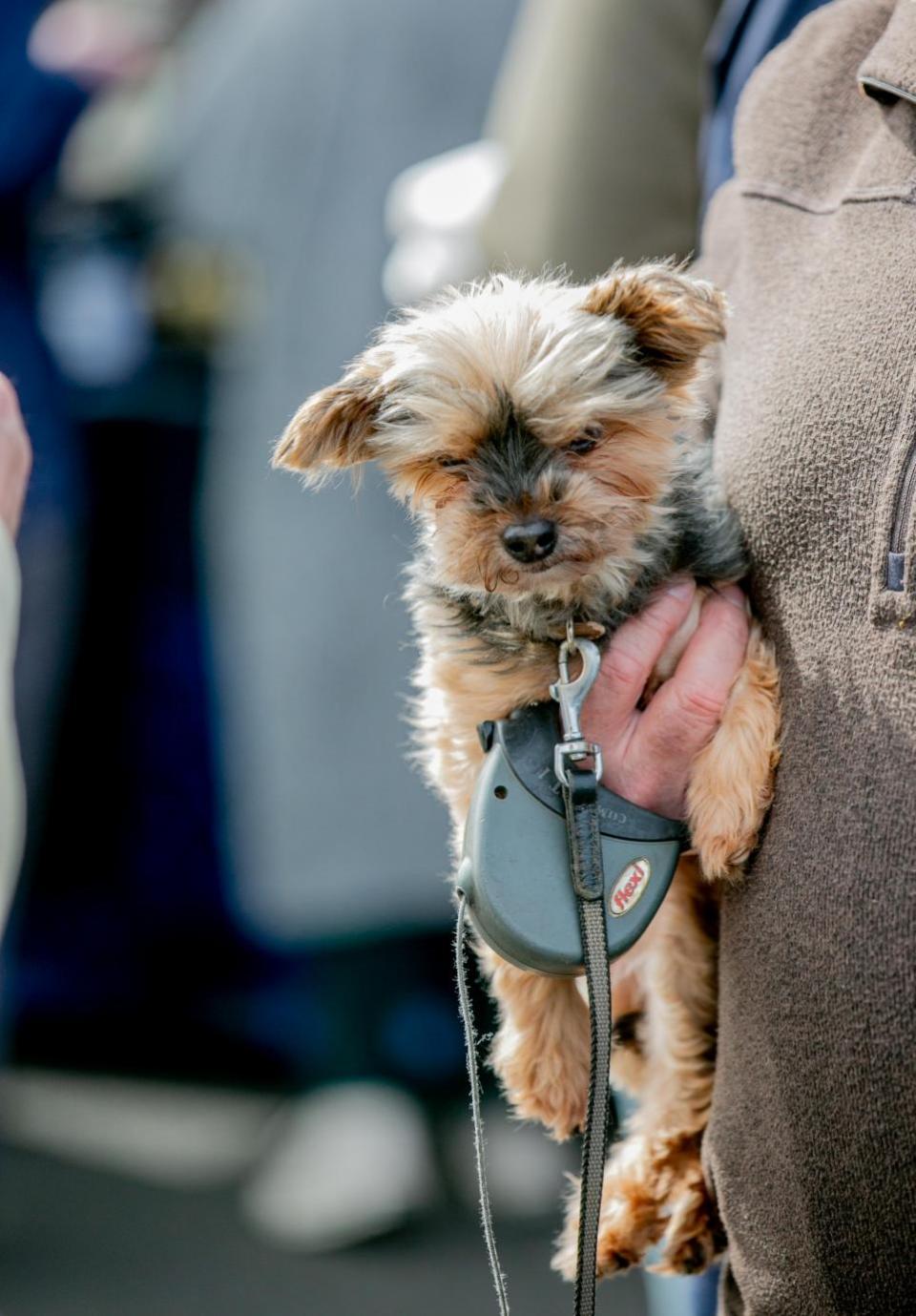 The Northern Echo: Dogs at Bishop Auckland Food Festival.