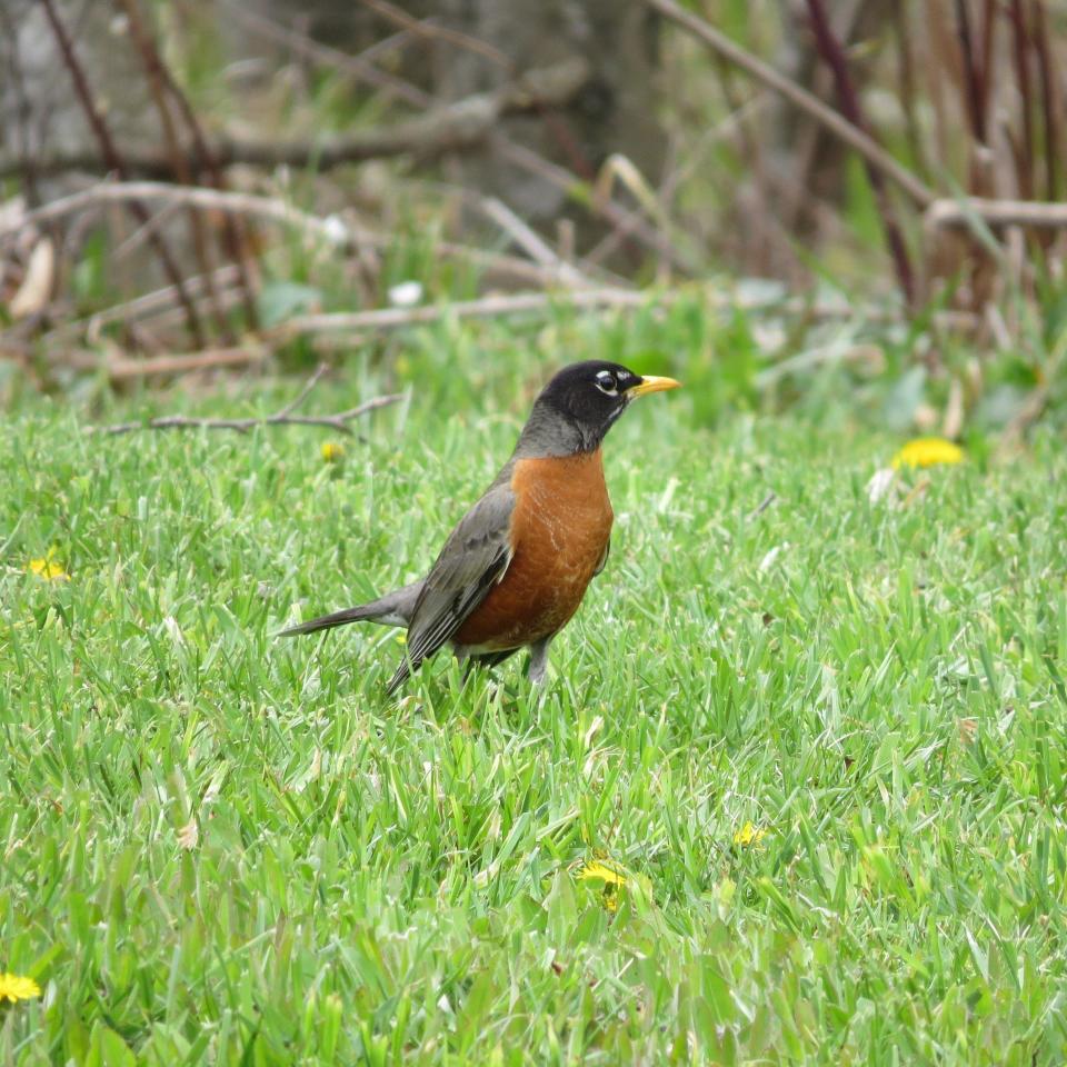 The American robin is a common sight on lawns and fields throughout North Carolina. The bird is an early riser, often starting to sing just as the sun rises.