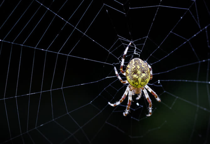 蜘蛛吸收奈米與石墨烯後吐出的蜘蛛絲兼具硬度與韌性，可作為仿生材料。（photo by Ennio Flickr – used under Creative Commons license）