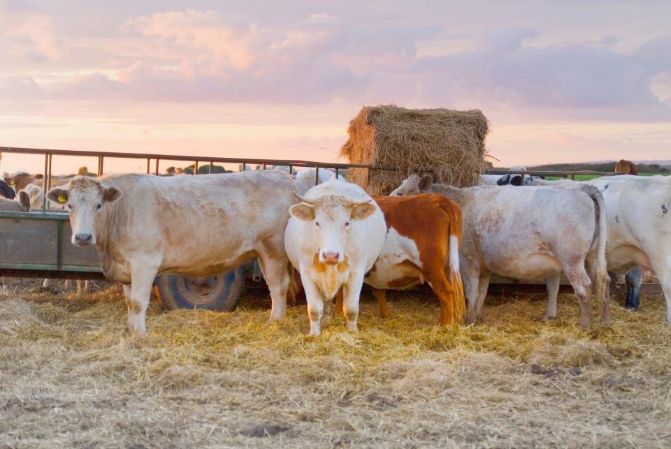 Cattle look at the camera in front of a hay feeder.