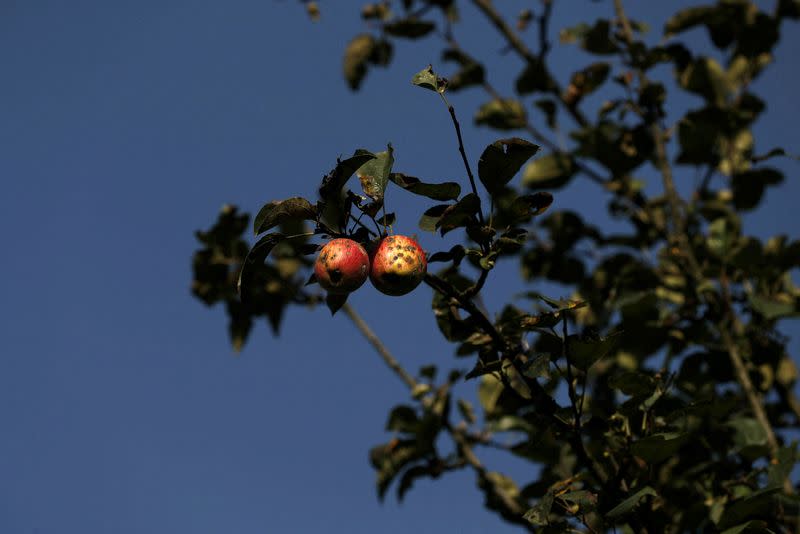 FILE PHOTO: India to face apple crunch as heavy rain hits production