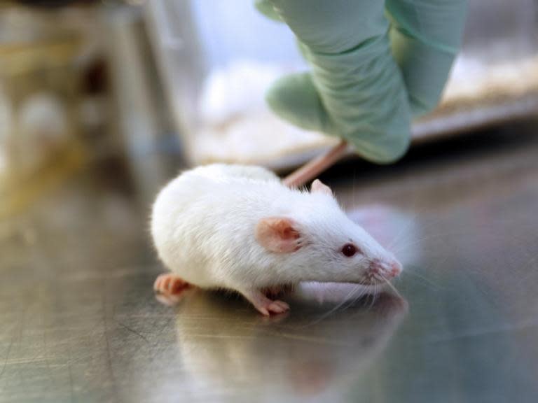 Genetic technology used to exterminate disease-carrying animals succeeds in mammals for first time