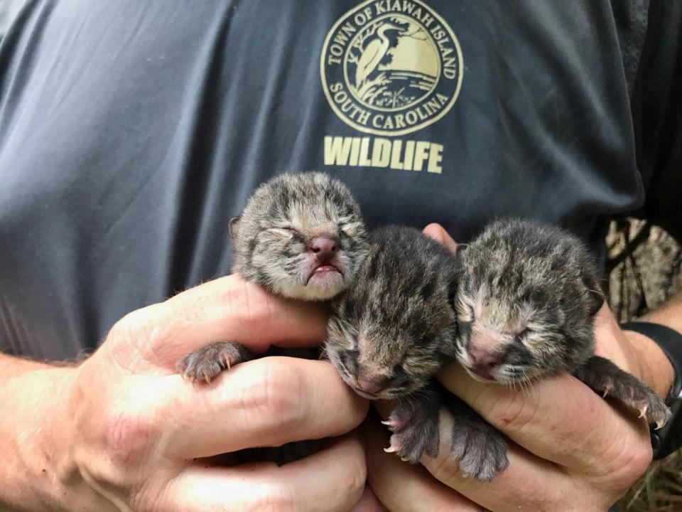 Kiawah Island Bobcat Kittens