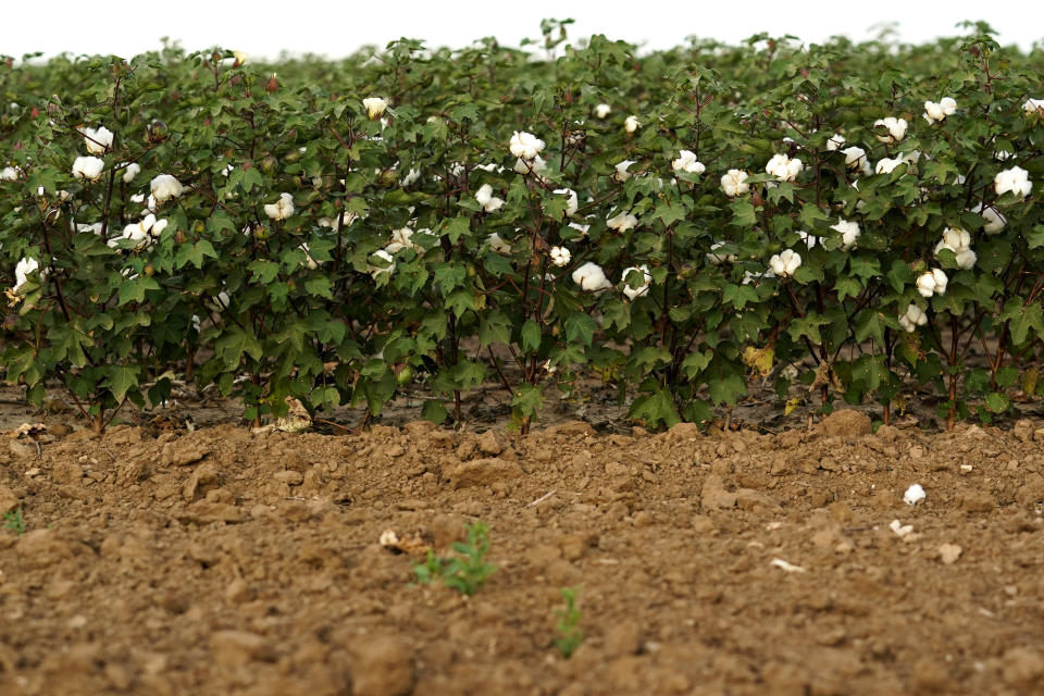 Low yielding cotton plants grow in a field, Tuesday, Oct. 4, 2022, near Plainview, Texas. Drought and extreme heat have severely damaged much of the cotton harvest in the U.S., which produces roughly 35% of the world's crop. (AP Photo/Eric Gay)