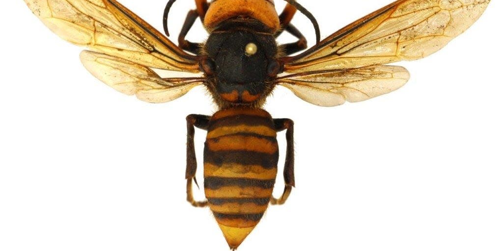 asian giant hornet