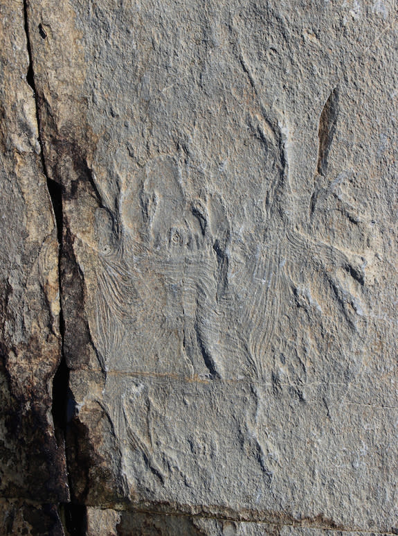 Fossil of <em>H. quadriformis</em>