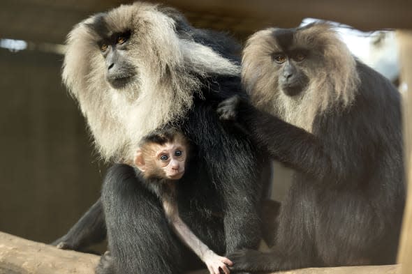 Lion-tailed macaques escape Belfast Zoo