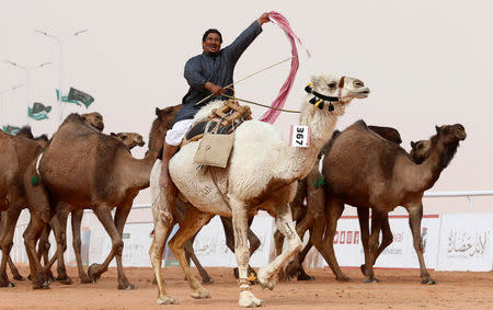 A man cheers as he rides a camel during King Abdulaziz Camel Festival in Rimah Governorate, north-east of Riyadh, Saudi Arabia January 19, 2018. REUTERS/Faisal Al Nasser