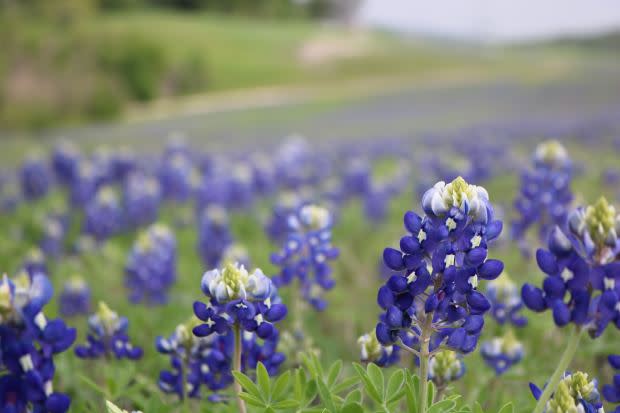 Bluebonnet, the Texas state flower<p><a href="https://unsplash.com/photos/G0oQT4X5_LI" rel="nofollow noopener" target="_blank" data-ylk="slk:Daniel Adams via UnSplash;elm:context_link;itc:0;sec:content-canvas" class="link ">Daniel Adams via UnSplash</a></p>