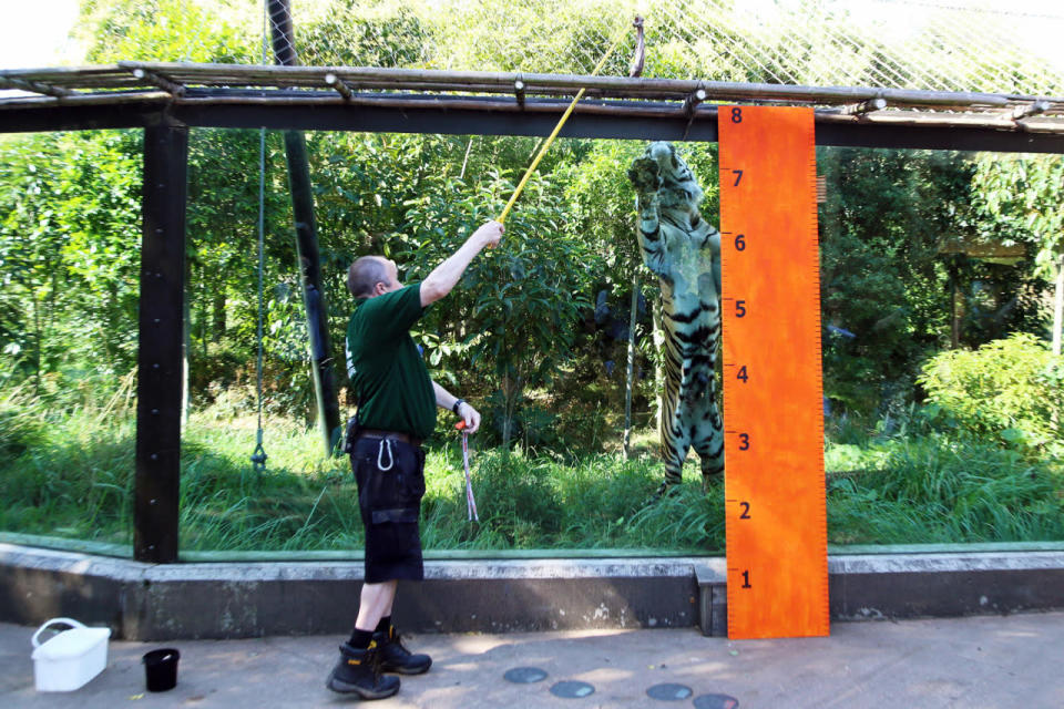 <p>JJ the tiger is measured by a zookeeper during the annual weigh-in at London Zoo, England, Aug. 24, 2016. Zookeepers regularly record the heights and weights of all the creatures at London Zoo as a key way of monitoring the residents’ overall wellbeing. (Laura Dale/PA via AP)</p>