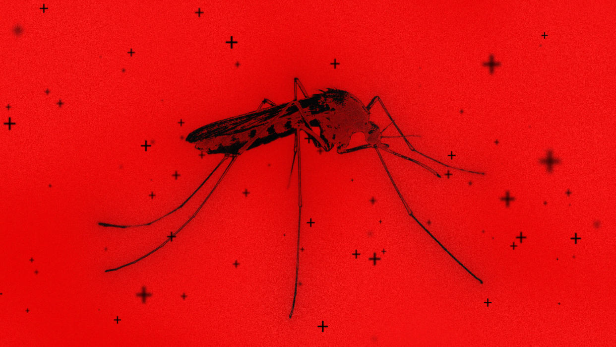 Mosquito