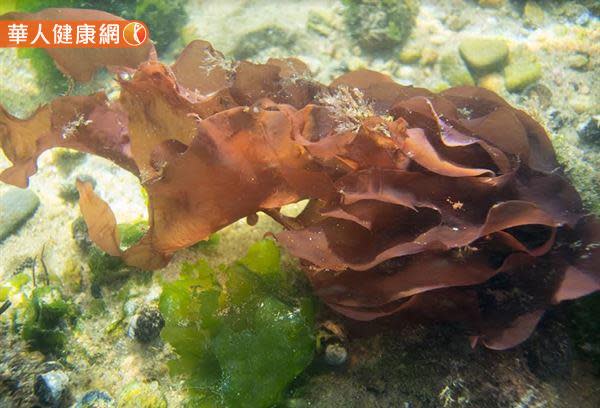 蝦紅素主要萃取自雨生紅球藻 (haematoccus pluviali)，因此又稱藻紅素，為植物性配方。