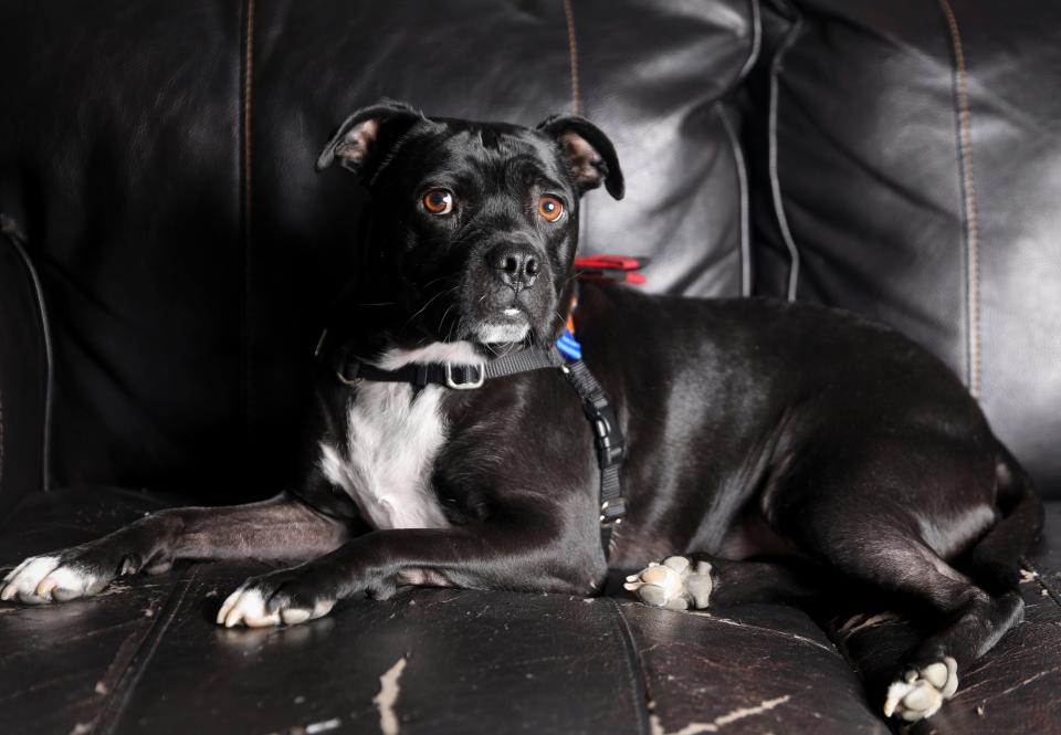 Rocky relaxes on a couch at Willow Lake Golf Center and Driving Range, which his family owns and operates in Keizer.