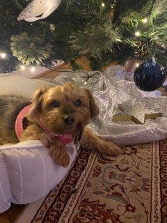 Gigi under my grandmother's Christmas tree.
