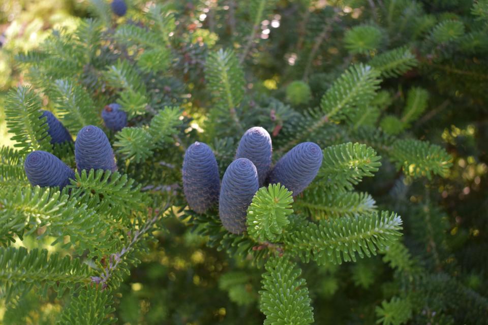 Firs are single-needled conifers with upright cones.