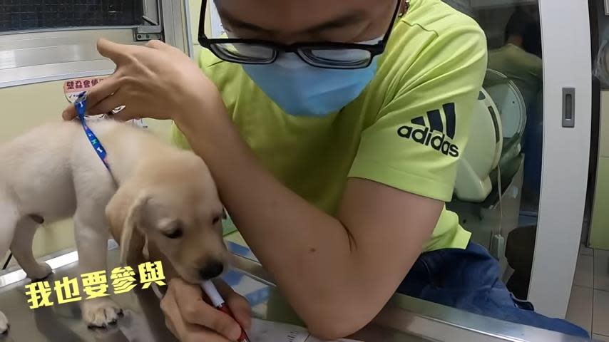 超Q萌幼犬初打預防針！聽到關鍵字秒出籠　網笑瘋：太可愛了