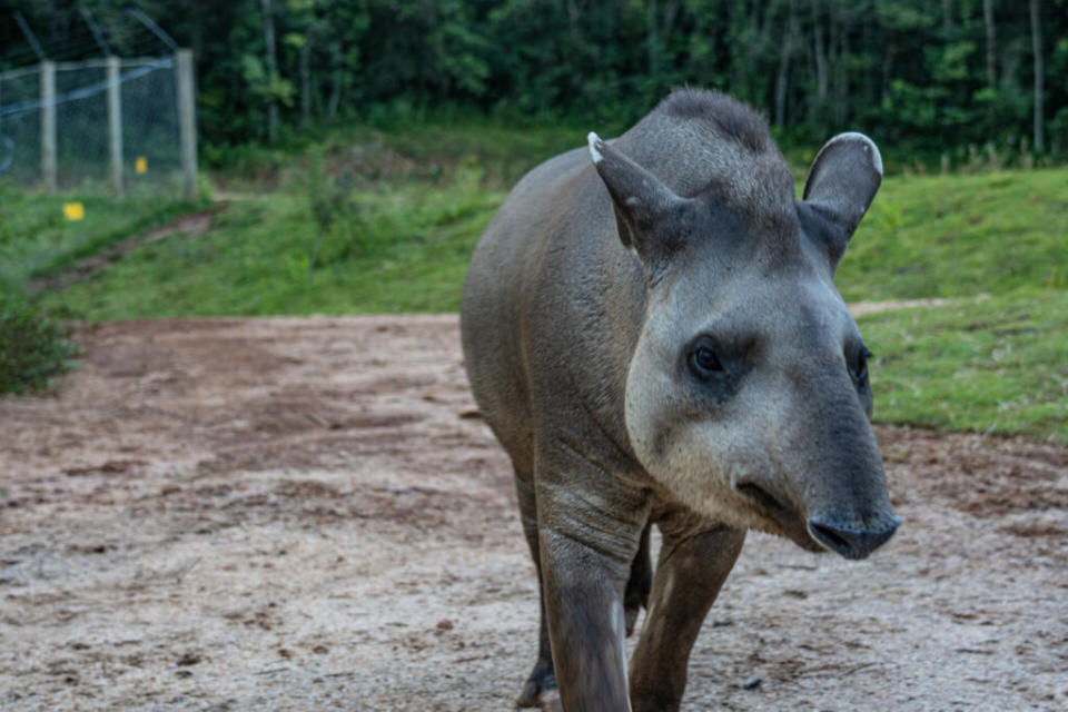 One of Mogol’s rescued tapirs (Image: Markus)