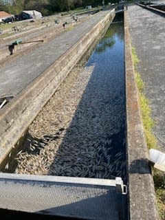 Maryland Natural Resources Police are investigating the closure of a discharge valve at the Albert Powell Hatchery near Hagerstown early this week that resulted in the death of about 25,000 trout. The valve closure cut off oxygen to a raceway or artificial water channel were trout are raised.