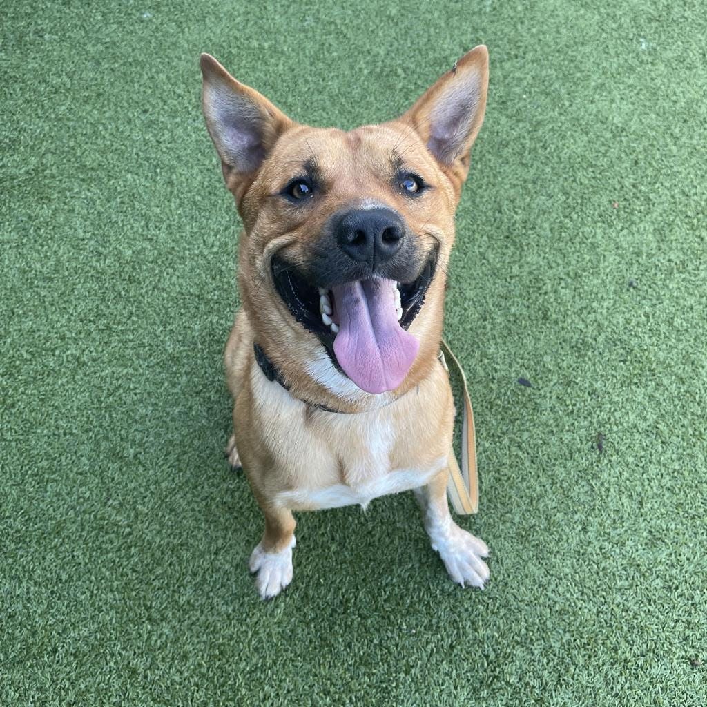 Rusty has been at SPCA Florida for almost eight months. He might not be a small, cuddly puppy, but he will make a great loyal companion for the right person.