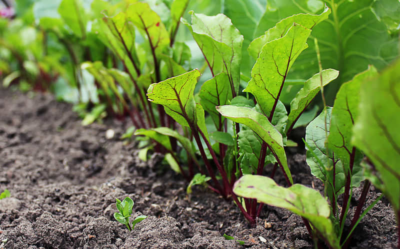 Leaf of beet root. Fresh green leaves of beetroot or beet root seedling. Row of green young beet leaves growth in organic farm. Closeup beetroot leaves growing on garden bed. Field of beetroot foliage