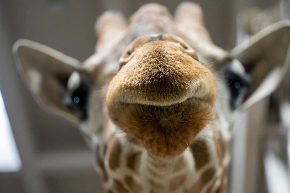 Topeka Zoo Euthanizes 9-Year-Old Giraffe Part of an Endangered Species